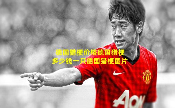 德国猎梗价格德国猎梗多少钱一只德国猎梗图片